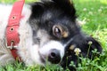 White-black Carpathian Shepherd Dog relaxing and sprawling on the grass Royalty Free Stock Photo