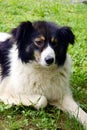 The white-black Carpathian Shepherd Dog relaxing and sprawling on the grass Royalty Free Stock Photo