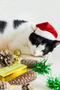 White and black cat with Christmas Santa Claus hat with ornaments sleeping on a table Royalty Free Stock Photo