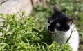White black cat eating grass in the garden. The cat is eating grass to help digestion Royalty Free Stock Photo