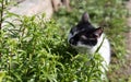 White black cat eating grass ourdoors. The cat is eating grass to help digestion Royalty Free Stock Photo