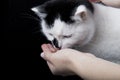 White and black cat eats dry food with hands Royalty Free Stock Photo