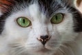 Portrait of white cat with green eyes