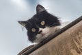 White and black cat installed in a roof gutter.