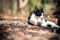 White and black cat lay down on the ground Royalty Free Stock Photo