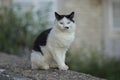 A white and black cat poses on the wall