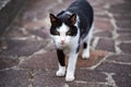 White and black cat ready to attack Royalty Free Stock Photo