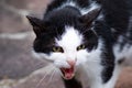 White and black cat ready to attack Royalty Free Stock Photo