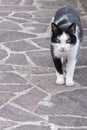 White and black cat ready to attack Royalty Free Stock Photo