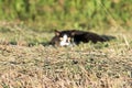 White and black cat ready to attack yellow eyes Royalty Free Stock Photo