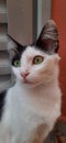 A white and black catÃ¢â¬â¢s close-up, with wide open yellow eyes, outdoor and looking left.