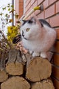 White black cat sitting on logs Royalty Free Stock Photo