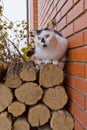 White Black Cat Sitting On Logs