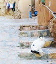 A white and black cat sitting on a rock step in village, Garmeh, Iran Royalty Free Stock Photo