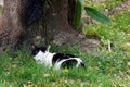 White black cat sleep on grass Royalty Free Stock Photo