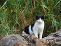 White Black Cat walking between grass and stones Royalty Free Stock Photo