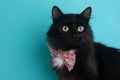 White Black Cat Wearing Flower Bow Tie Pink Close Up Face Portrait Pet Cute Costume Fluffy Blue Background Collar Royalty Free Stock Photo