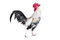 White and black chicken bantam ,Rooster look back isolated on white (Die cutting) Royalty Free Stock Photo