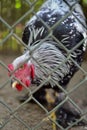 White and black chicken behind a wire fence Royalty Free Stock Photo
