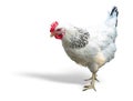 White with black chicken isolated over white Royalty Free Stock Photo