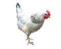 White with black chicken isolated over white Royalty Free Stock Photo