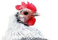 A white and black chicken with a red beak Royalty Free Stock Photo