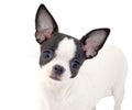 white with black chihuahua puppy portrait isolate