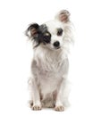 White and black Chihuahua sitting, isolated