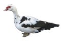 White and black chinese duck isolated over white