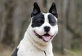 White and black chunky Bulldog Dog with panting tongue, Georgia