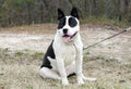 White And Black Chunky Bulldog Dog With Panting Tongue, Georgia