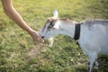 White with black collar eating grass from a boy& x27;s hand. Warm summer evening light. Farming concept