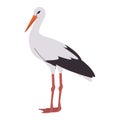 white and black color stork wild nature animal have beak and long leg with beautiful leather