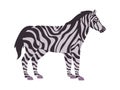 white and black color striped zebra nature animal herbivore mammal creature fauna wildlife