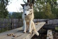 A white and black colors thoroughbred dog is sitting on a wooden crossbar on the street