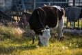 White and black cow with bell grazing on farm yakutian yard at sunset