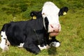 White and black cows in a grassy field on a bright and sunny day in Trentino Alto Adige. spotted cow Royalty Free Stock Photo