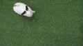 White and black cute bunny rabbit on dry green grass floor Royalty Free Stock Photo