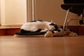 White and black cute cat sleeping on the pillow Royalty Free Stock Photo