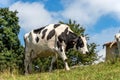 Dairy cow grazing in mountain - Italian Alps Royalty Free Stock Photo