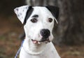 White and black Dalmatian Pitbull mix breed dog Royalty Free Stock Photo