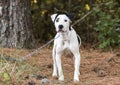 White and black Dalmatian Pitbull mix breed dog Royalty Free Stock Photo