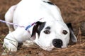 White and black Dalmatian Pitbull mix breed dog laying down Royalty Free Stock Photo