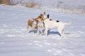 White and black dogs play close with basenji