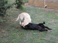 White and Black Dogs play fighting wrestling in the garden Royalty Free Stock Photo