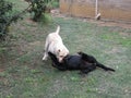 White and Black Dogs play fighting wrestling in the garden Royalty Free Stock Photo