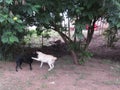 White and Black Dogs play fighting wrestling in the garden Royalty Free Stock Photo