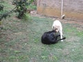 White and Black Dogs play fighting wrestling in the garden Royalty Free Stock Photo