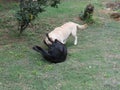 White and Black Dogs play fighting wrestling in the garden Royalty Free Stock Photo