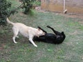 White and Black Dogs play fighting wrestling in the garden Royalty Free Stock Photo